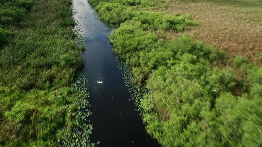 Aerial footage of birds flying over a scenic river in the Florida Everglades