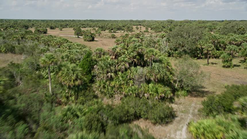 A low-flying aerial view of palm trees and other tropical foliage in Cocoa Florida captured in partly cloudy skies during the day