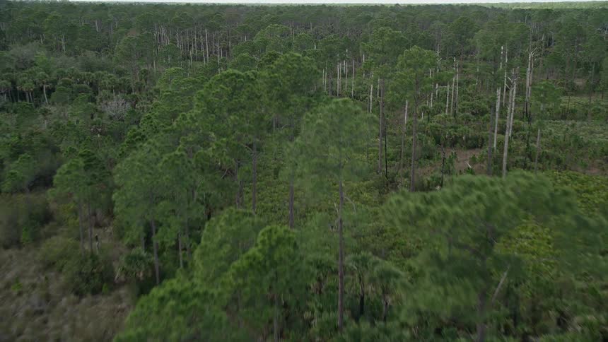 Low flying aerial footage over a vast forest in Cocoa Florida with partly cloudy skies and deciduous trees dominating the view