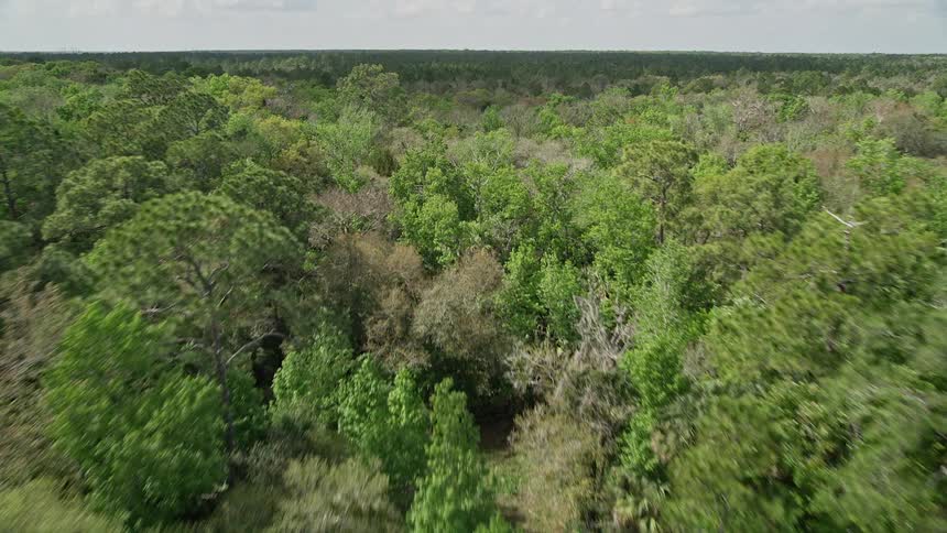 A stunning aerial view of a vast forest in Cocoa Florida with lush green trees and partly cloudy skies