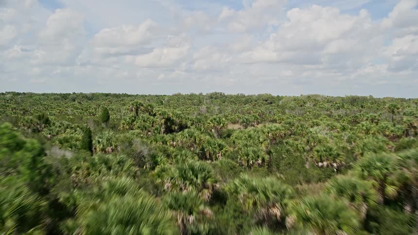 Flying low over palm trees this aerial footage captures the lush greenery of Cocoa Florida during a partly cloudy day in the summertime