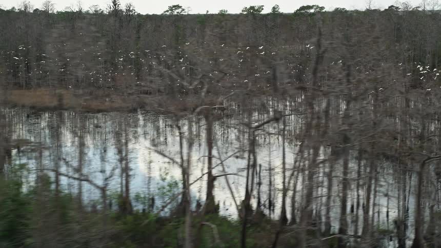 Aerial footage captures a flock of birds taking flight over swamplands in Orlando Florida