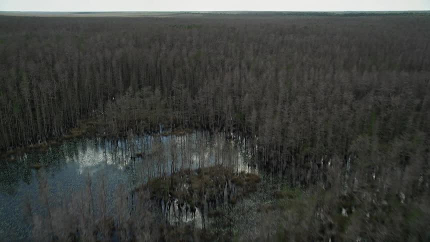 A breathtaking aerial view of the swamplands with tree-covered forests and wetlands in Orlando Florida
