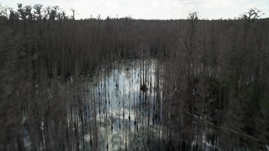 A low flying aerial view of the swampy wetlands in Orlando Florida during a partly cloudy day with bare trees dotting the landscape