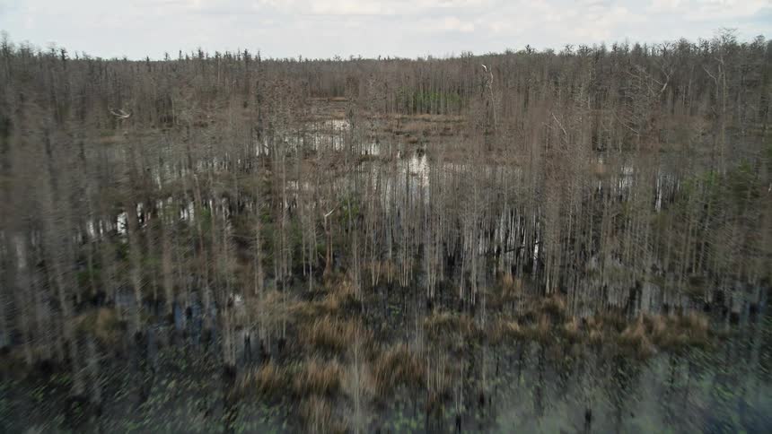 Incredible aerial flyover of Orlandos wetlands showcasing the lush trees and swamp-life of Central Florida during the summertime