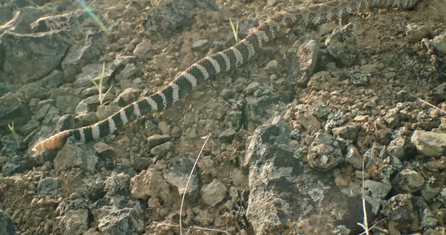 Detailed perspective of a rattlesnake slithering into the grass from the desert