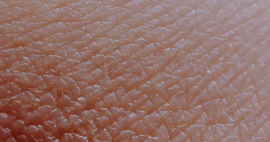 A zooming view of human skin