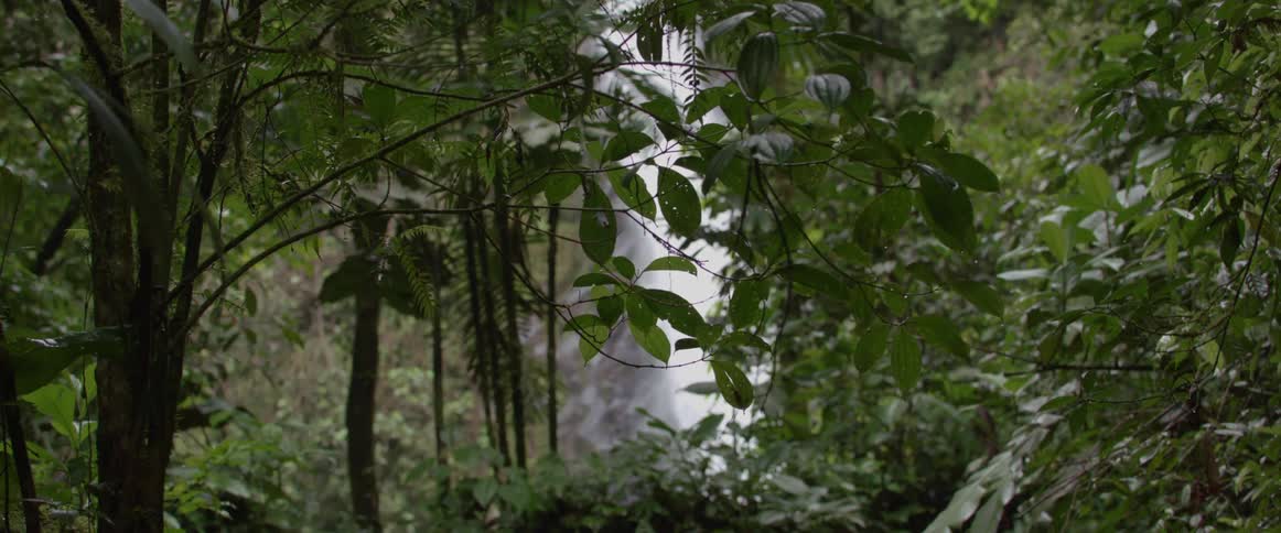 A waterfall behind branches