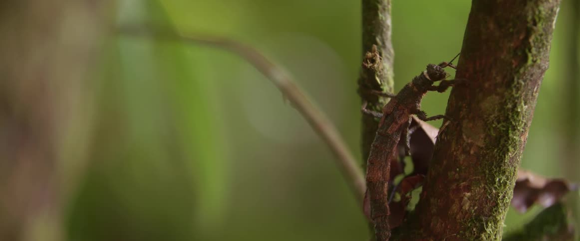 A bug crawling along a tree branch