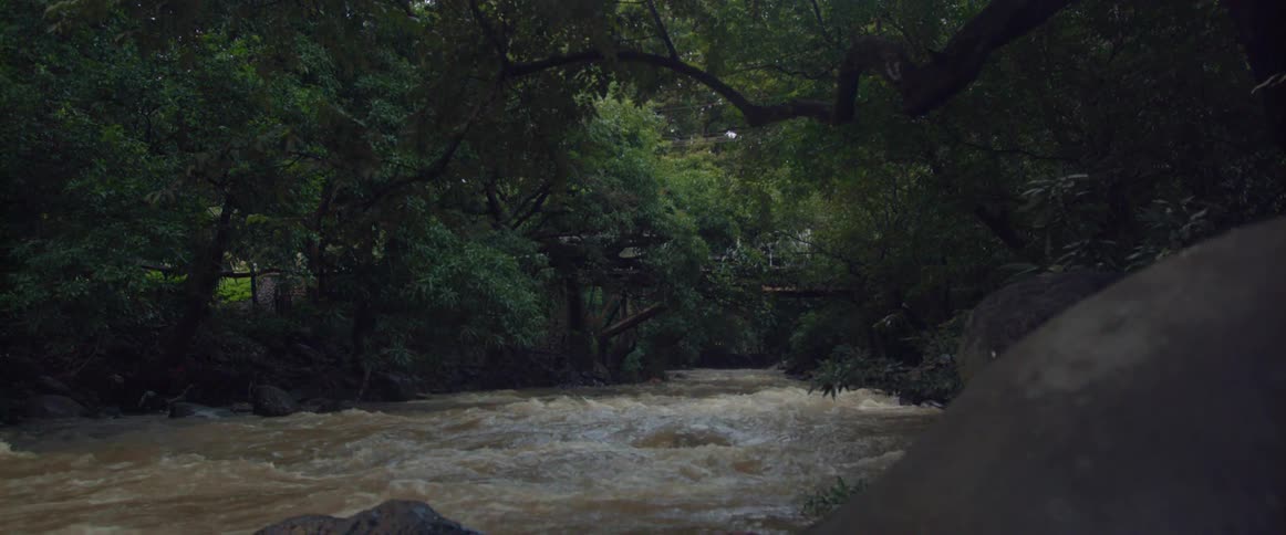 A river through a forest