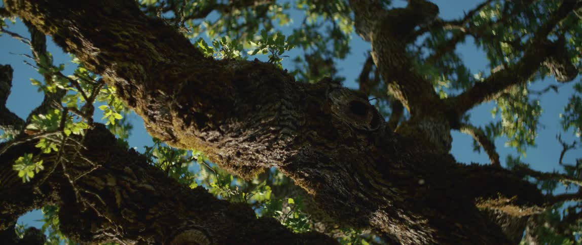 The sun shines on a tree as an insect flies near the branches