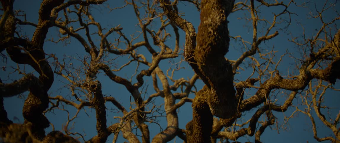 Twisty leafless tree branches contrast with blue sky