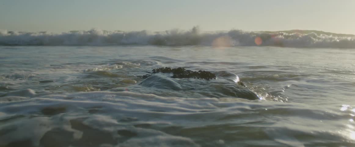 Close up of a rock covered in algae in the coast line of a beach at sunset