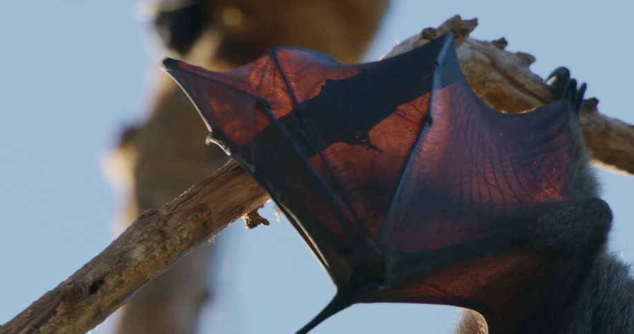 Bats hanging from tree branches