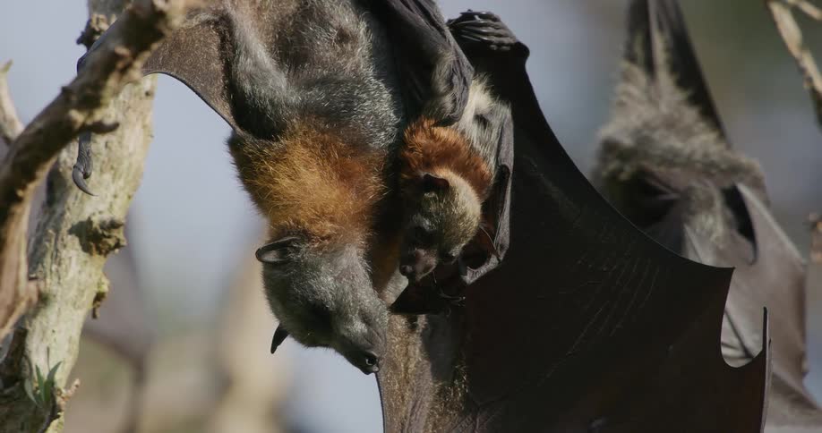 Bats hang from the tree