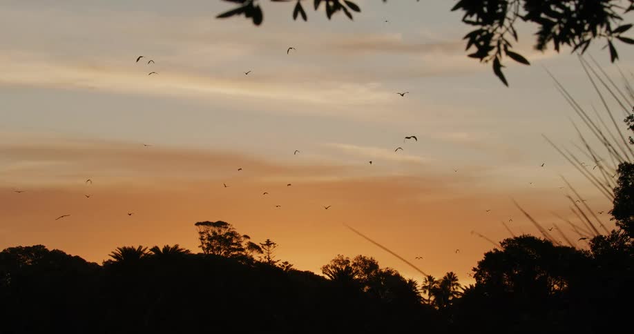 Bats are flying over trees as the sun sets in a cloudy sky
