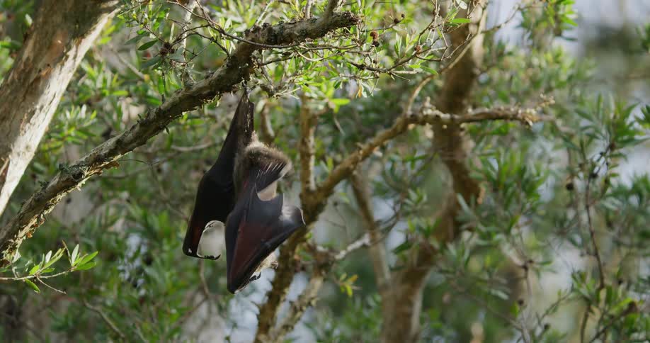 A bat hangs upside down in a tree