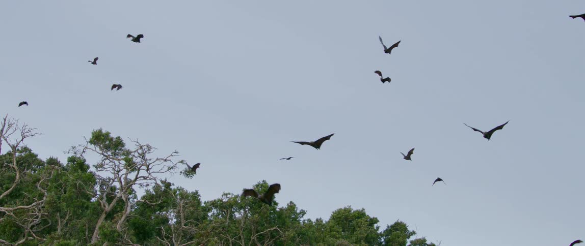 Hawks fly over a forest