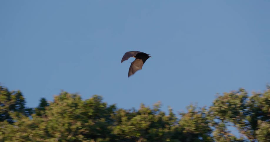 The view is of bats that are flying outdoors in the day time