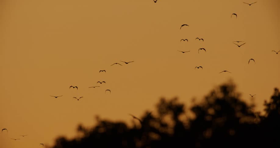Dozens of birds fly over a forest at dusk