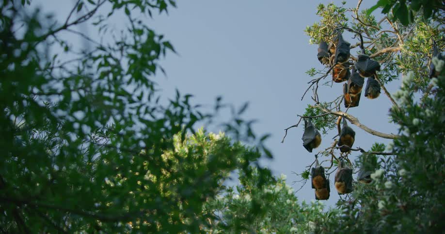 Bats hanging upside down in tree
