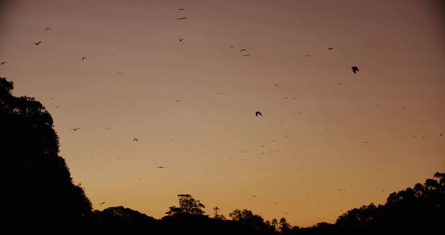 Theview is of birds flying outside in the day time