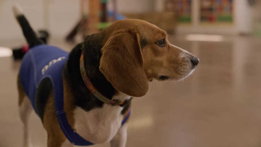 A beagle wearing a vest looking around for something