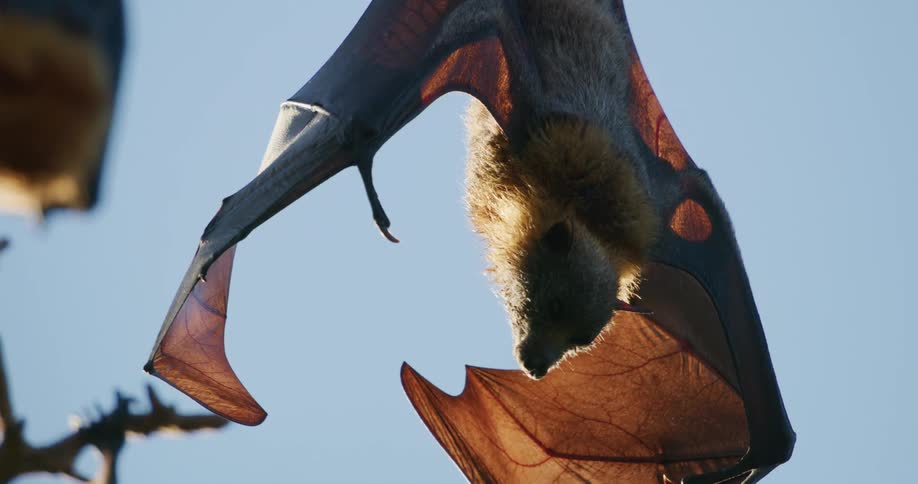Bat hanging upside down against the cloudless sky