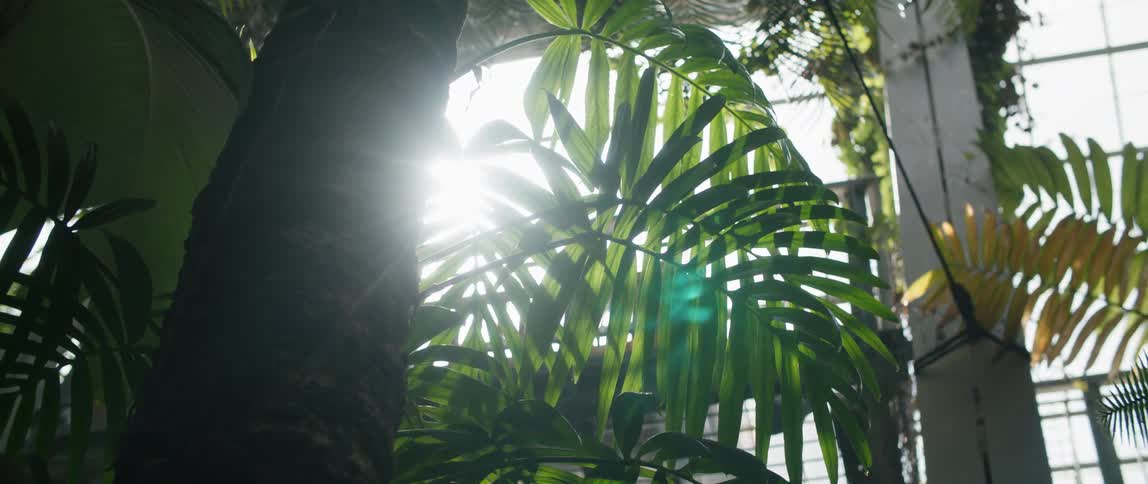 A tall green plant tree in a green house with windows all over