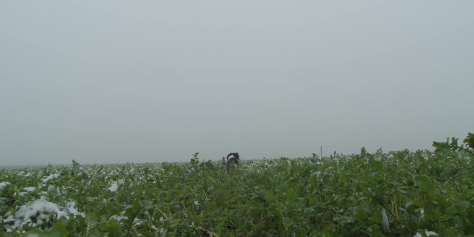 A dog races into the green field