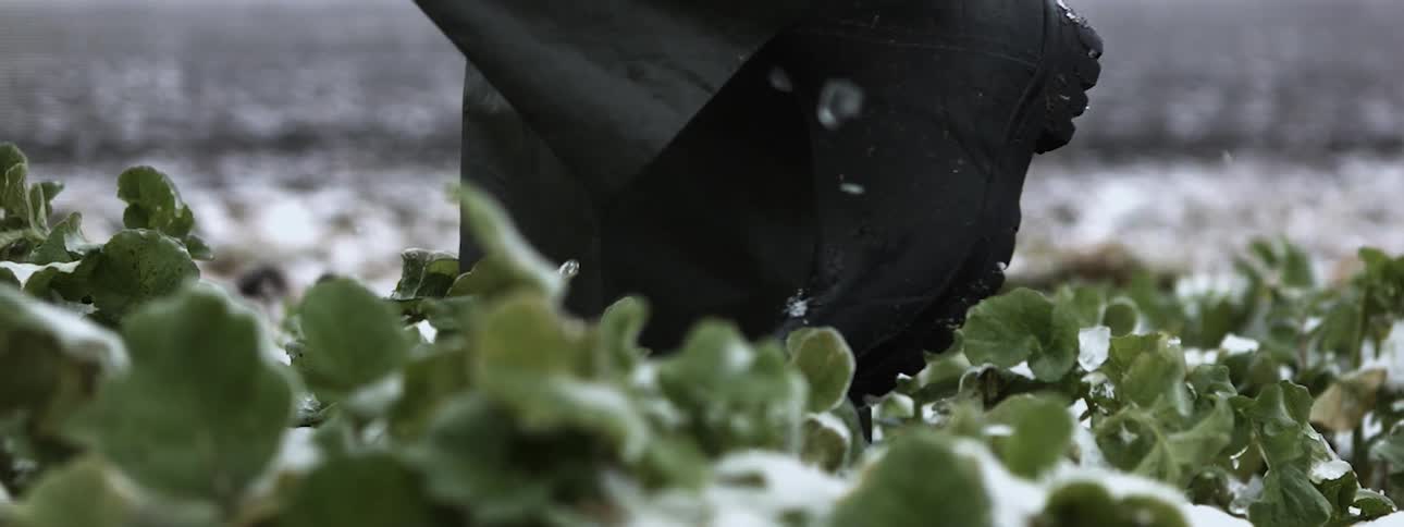 A man walks on snow covered ground cover plants