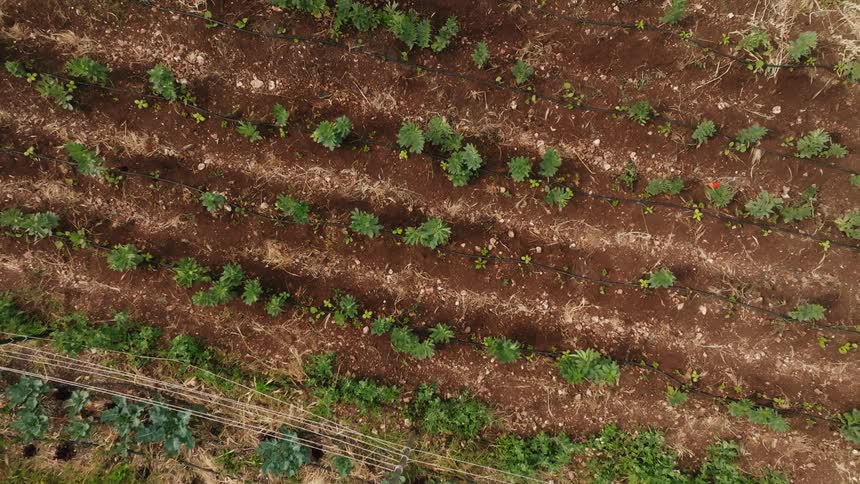 An aerial of plants in rows in a garden near a fence
