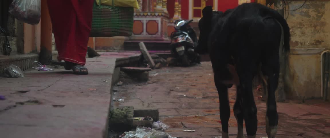 A black calf standing in an alley as a person walks by carrying bags
