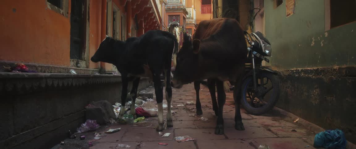 Two cows stand between buildings in a corridor with a motorcycle and trash lining the walkway