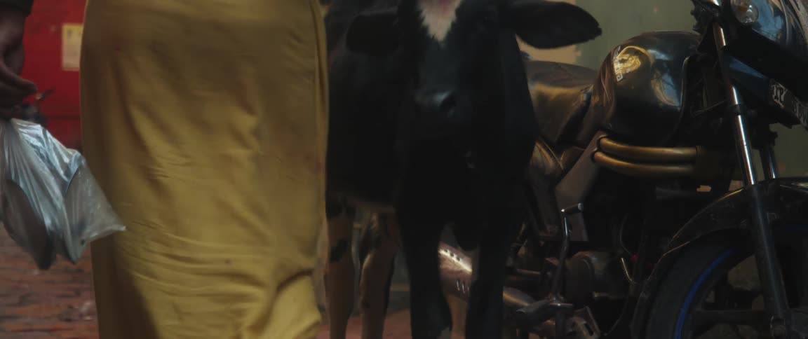 The view is of a cow located around the farm area