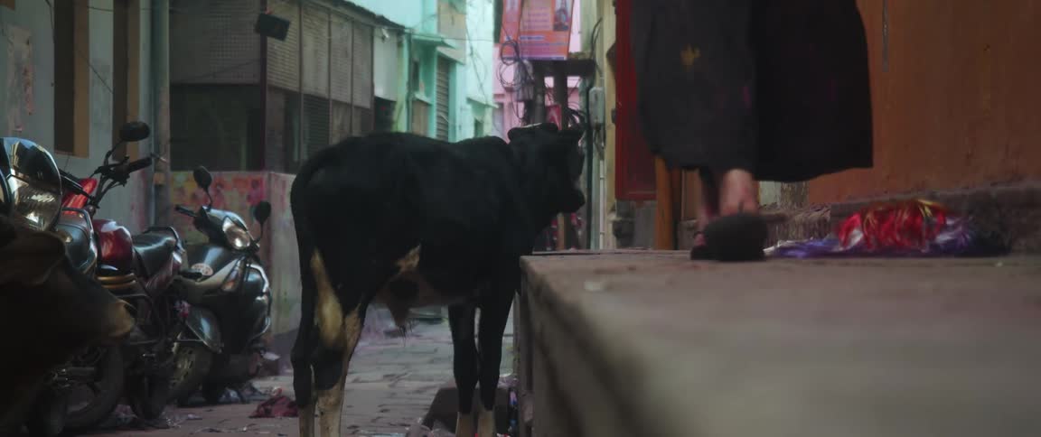 Woman with flip flops and black pants walks past cow in the narrow street