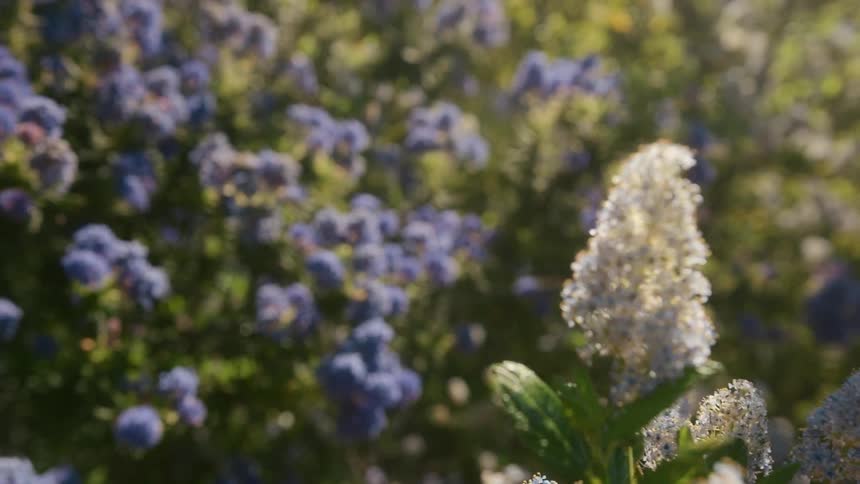Lavender grows in a field