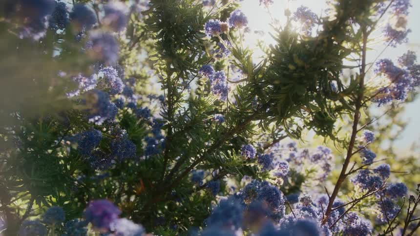 A plant with purple flowers in bloom