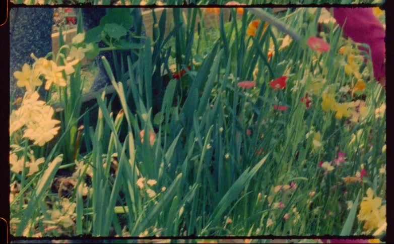 A woman gardening in a flower bed using a tool to break up the soil