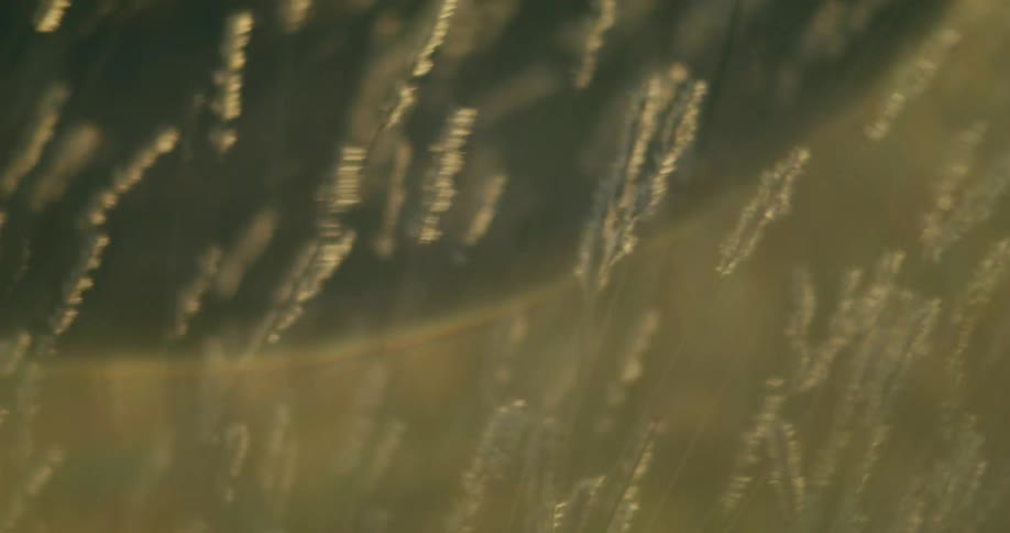 Reeds in the wind in a field