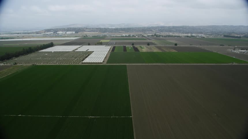 Crops grow in neat rows in a field