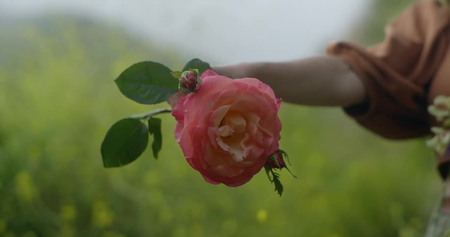 A woman is holding a bouquet of flowers and she reaches out and drops a pink rose from her hand