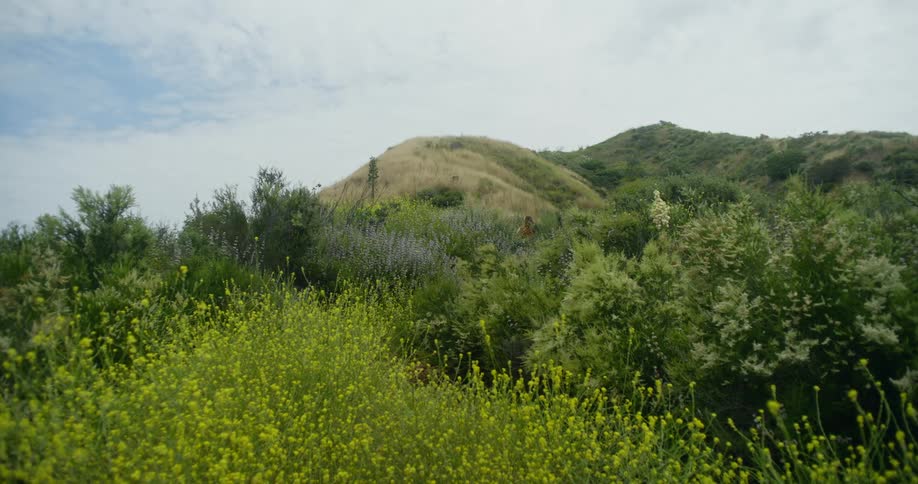 The view is of the nature area in the day time