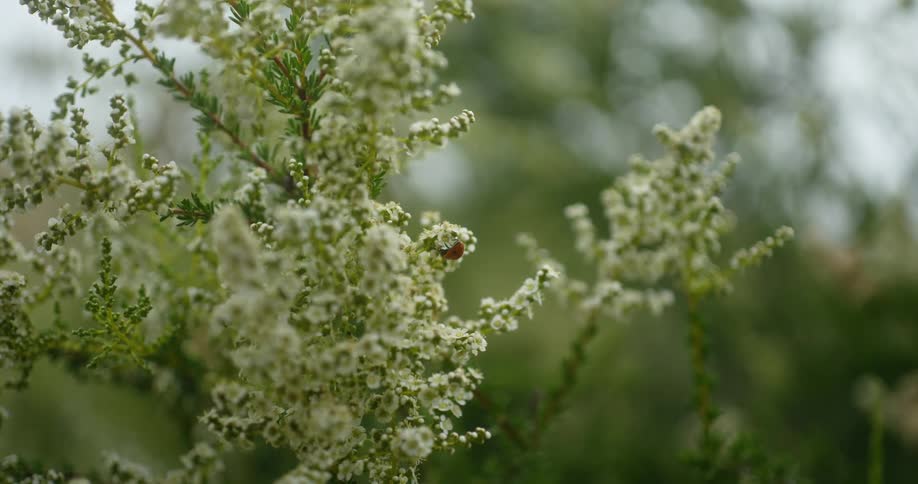 Close up of a bug on a blossoming plant outdoors