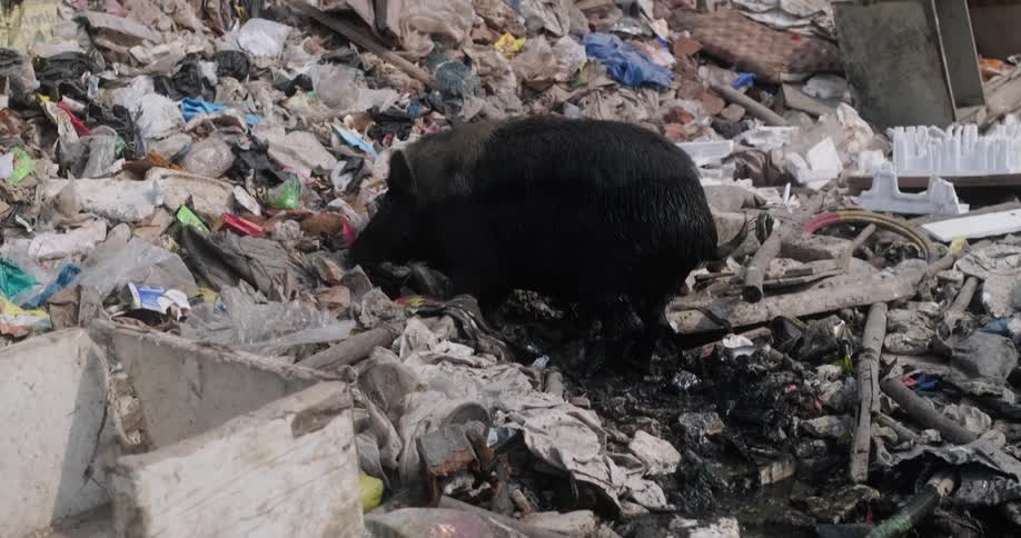 A wild boar digging through trash in a landfill