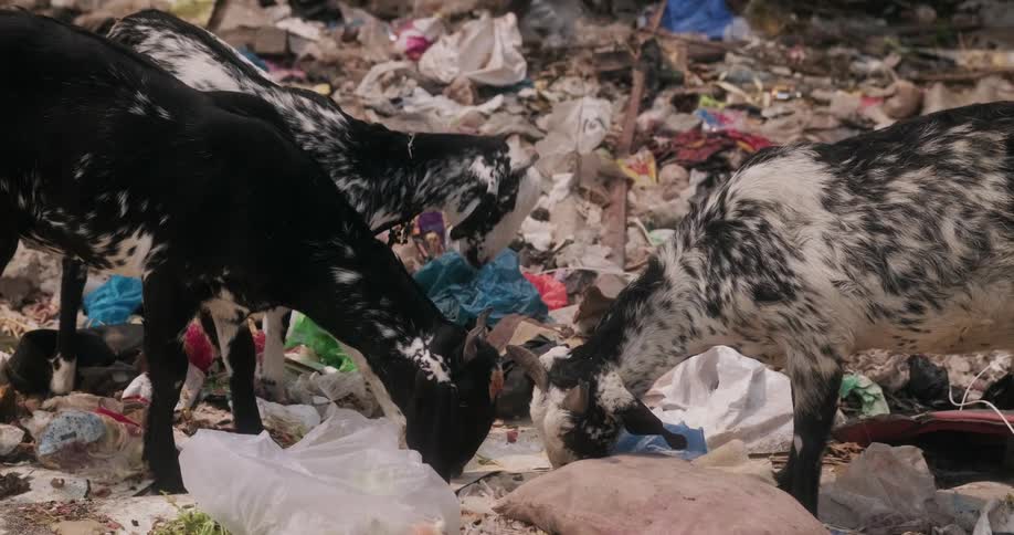 Three goats eating garbage from a landfill