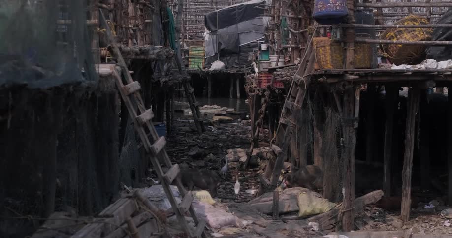 Birds and other animals forage among refuse in alley between burnt buildings