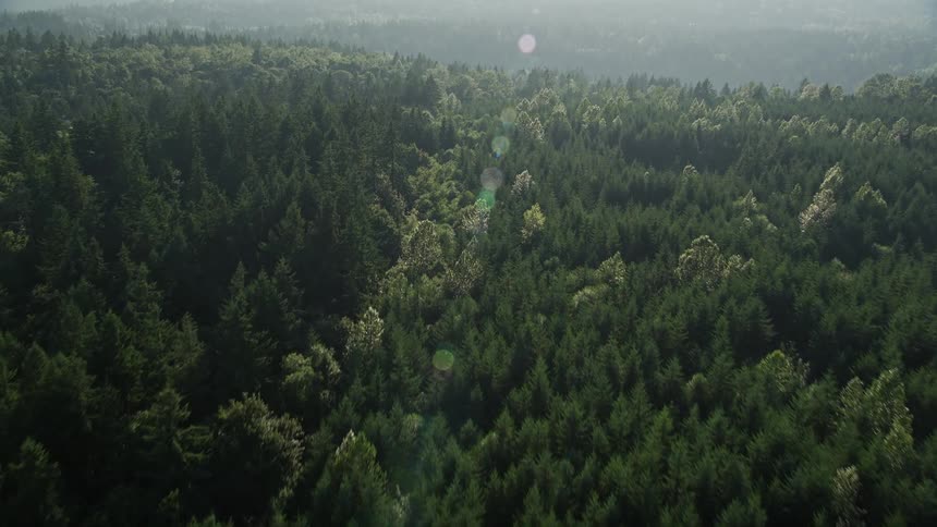 Flying over a picturesque evergreen forest in Washington's King County on a sunny day