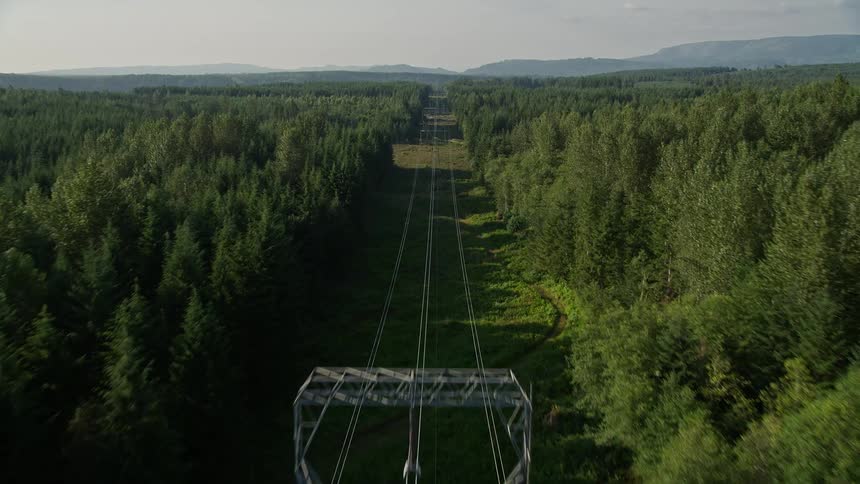Following power lines through a forest in King County Washington capturing the natural beauty of the evergreen trees and sunny day