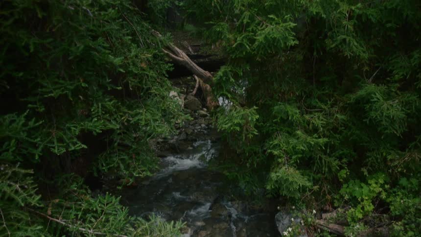 The stream runs through the woods